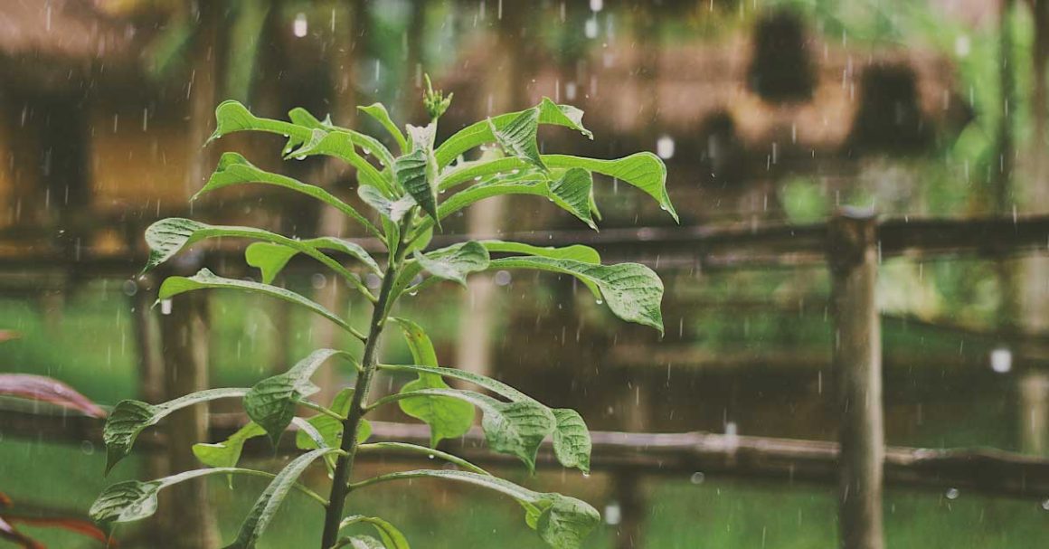 Karkidaka chikitsa – an monsoon rejuvenation program