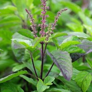 10 Health benefits of Tulsi – the queen of herbs