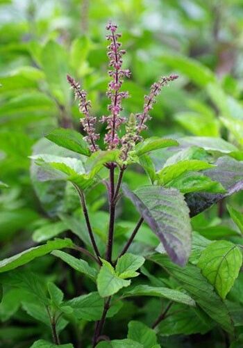 10 Health benefits of Tulsi – the queen of herbs