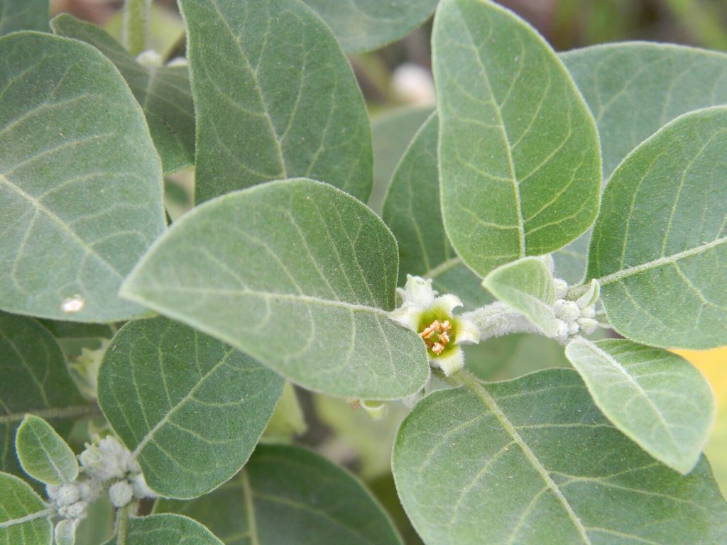 Ashwagandha ayurveda herb